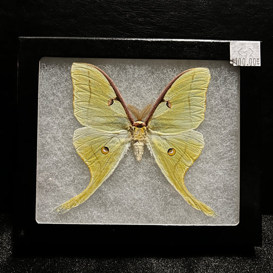 Actias Luna Green Saturn Moth