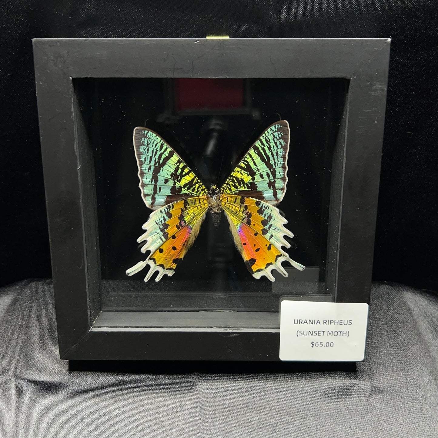 Madagascar Sunset Moth