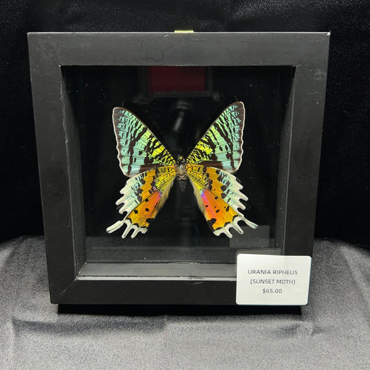 Madagascar Sunset Moth