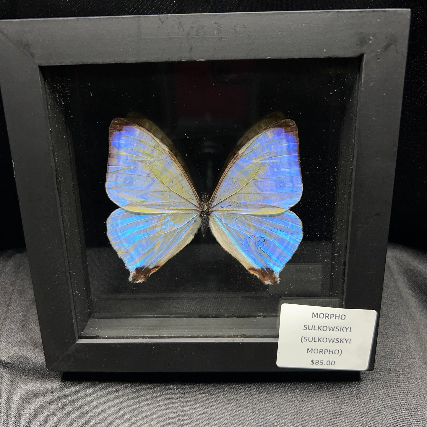 Morpho Sulkowskyi Butterfly
