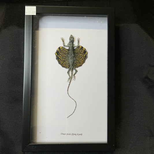 Flying Lizard (Draco species)
