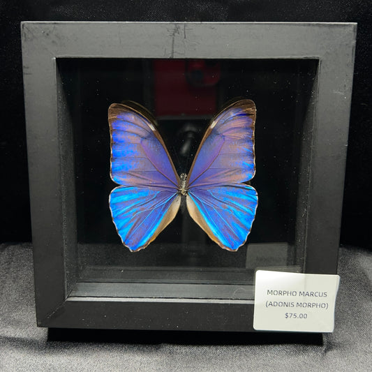 Morpho Marcus Butterfly