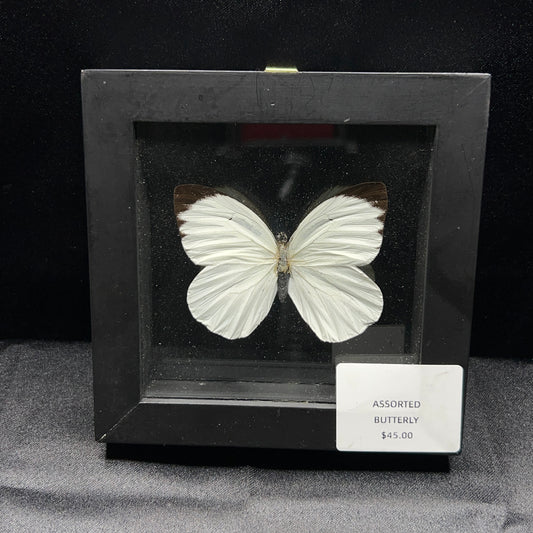 Ganya Phaloe Butterfly