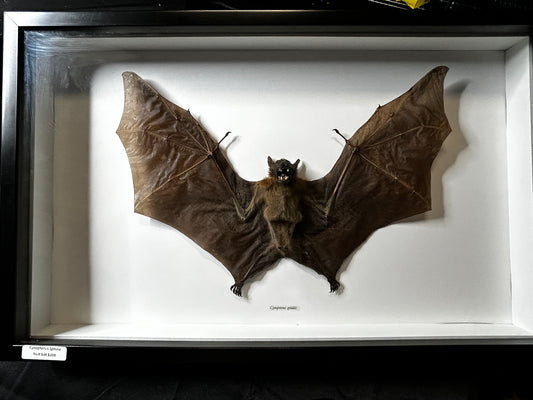 Great Short-Nosed Fruit Bat (Cynopterus Sphinx)