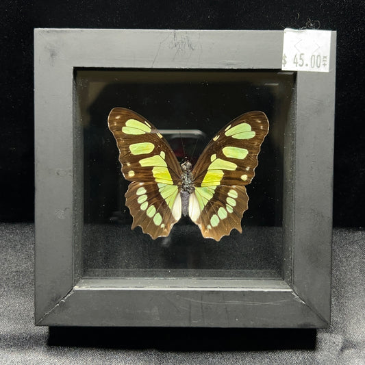Malachite Butterfly
