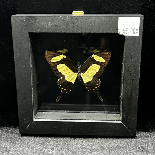 Heraclides Torquatus Butterfly