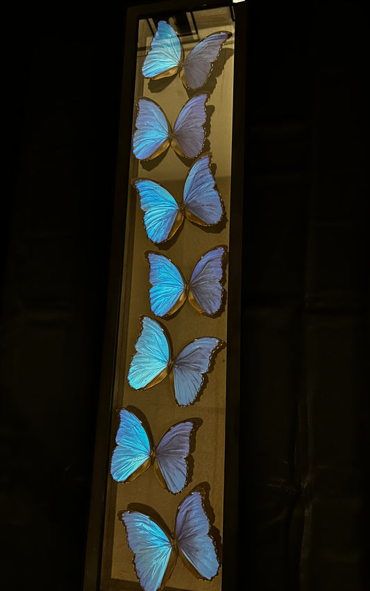 Morpho Didus Butterflies (36in x 8in frame)