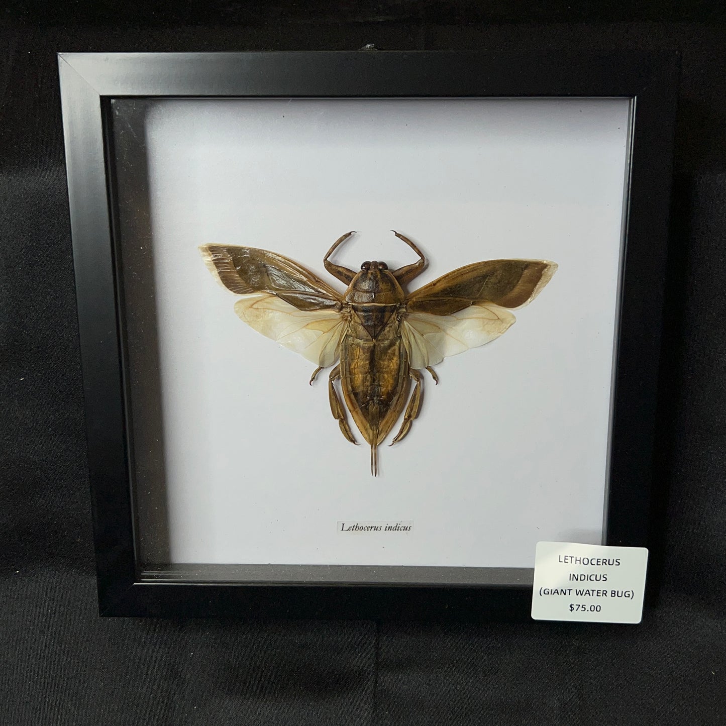 Giant Water Bug (Lethocerus Indicus)