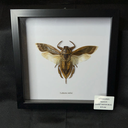 Giant Water Bug (Lethocerus Indicus)