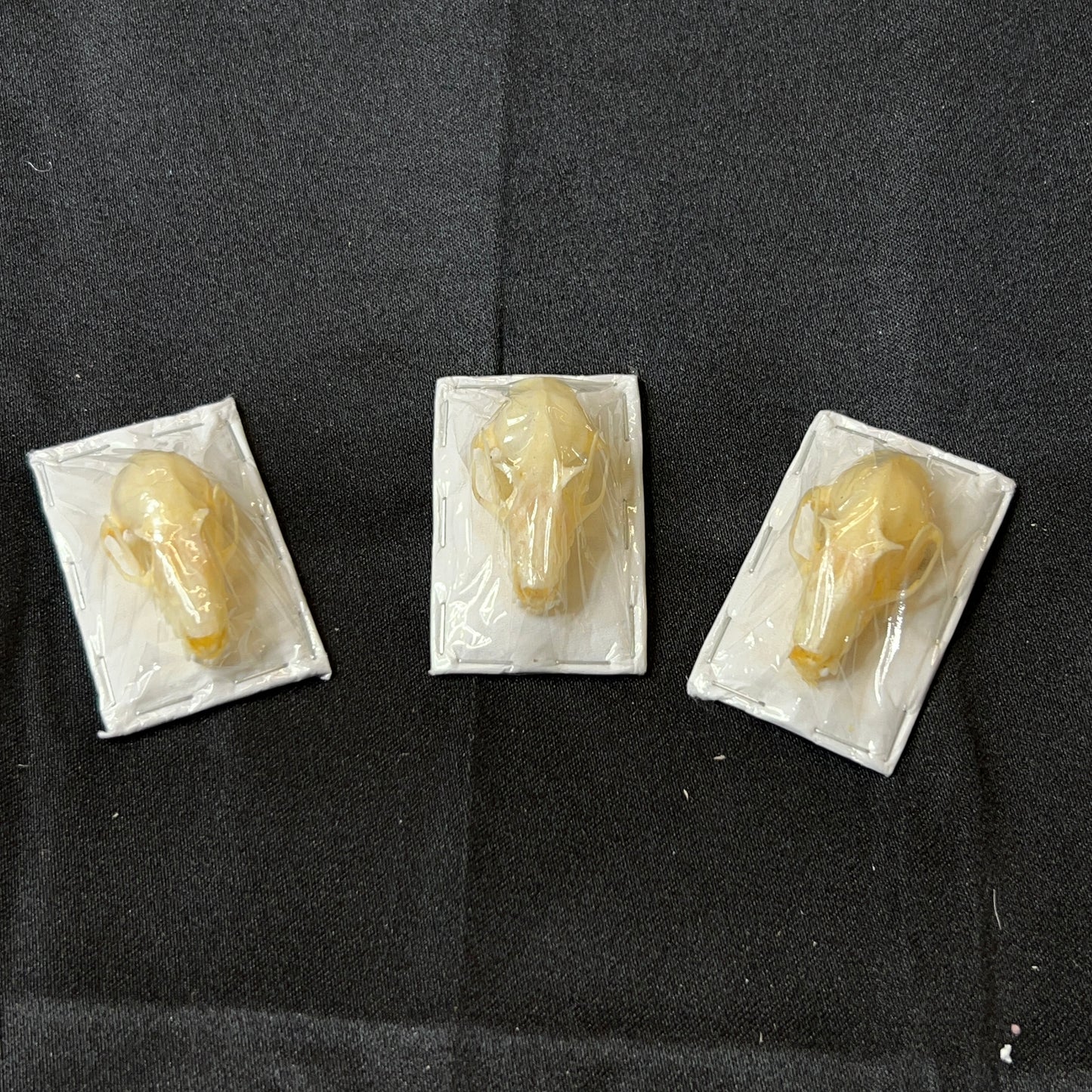 Javan Mastiff Skull (Otomops Formosis)