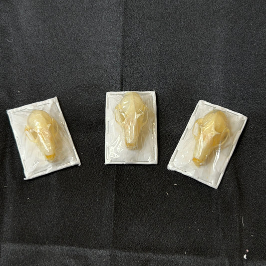Javan Mastiff Skull (Otomops Formosis)