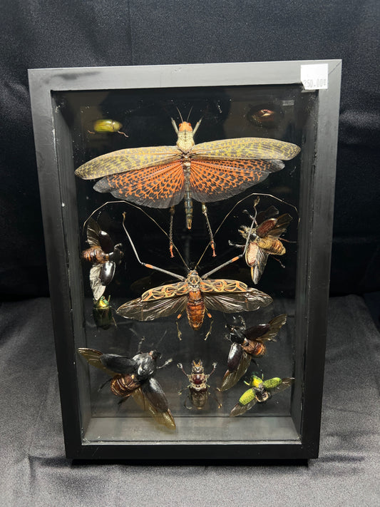 Assorted Insects (13in x 9in frame)