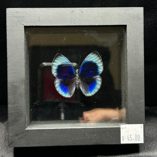 Leprieuri's Glory Butterfly