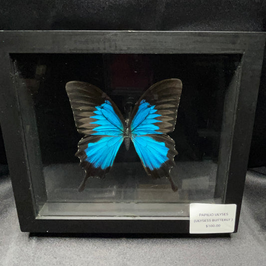 Ulysess Butterfly
