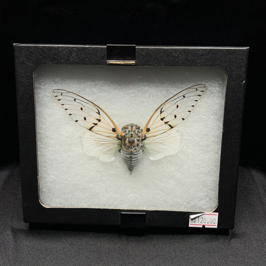 Ghost White Cicada