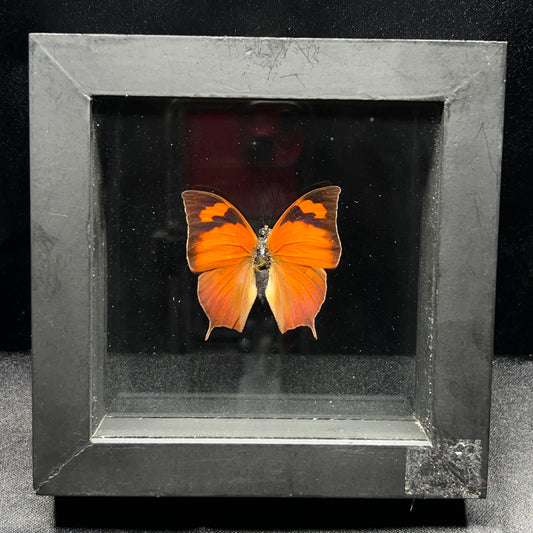 Pointed Leafwing Butterfly