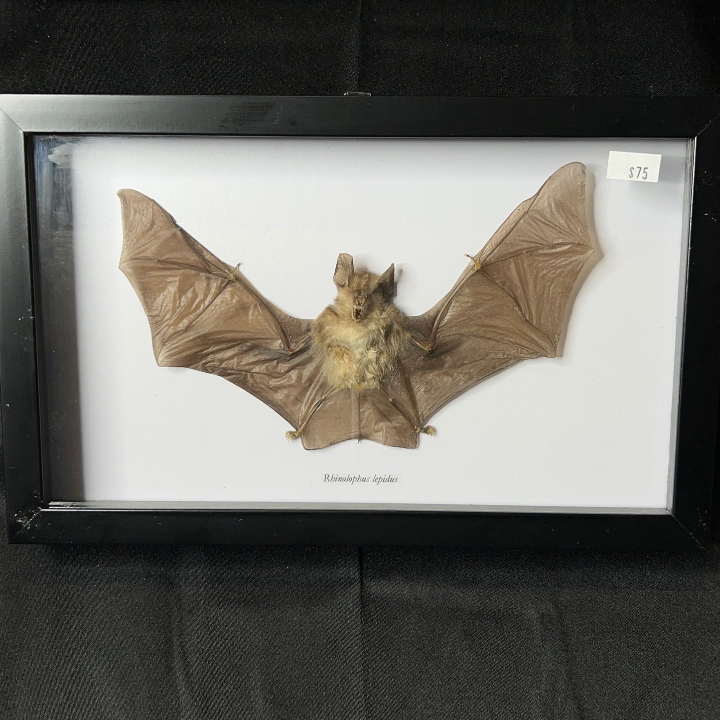 Blyth's Horseshoe Bat (Rhinolophus lepidus)