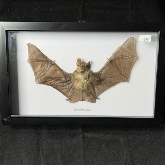 Blyth's Horseshoe Bat (Rhinolophus lepidus)