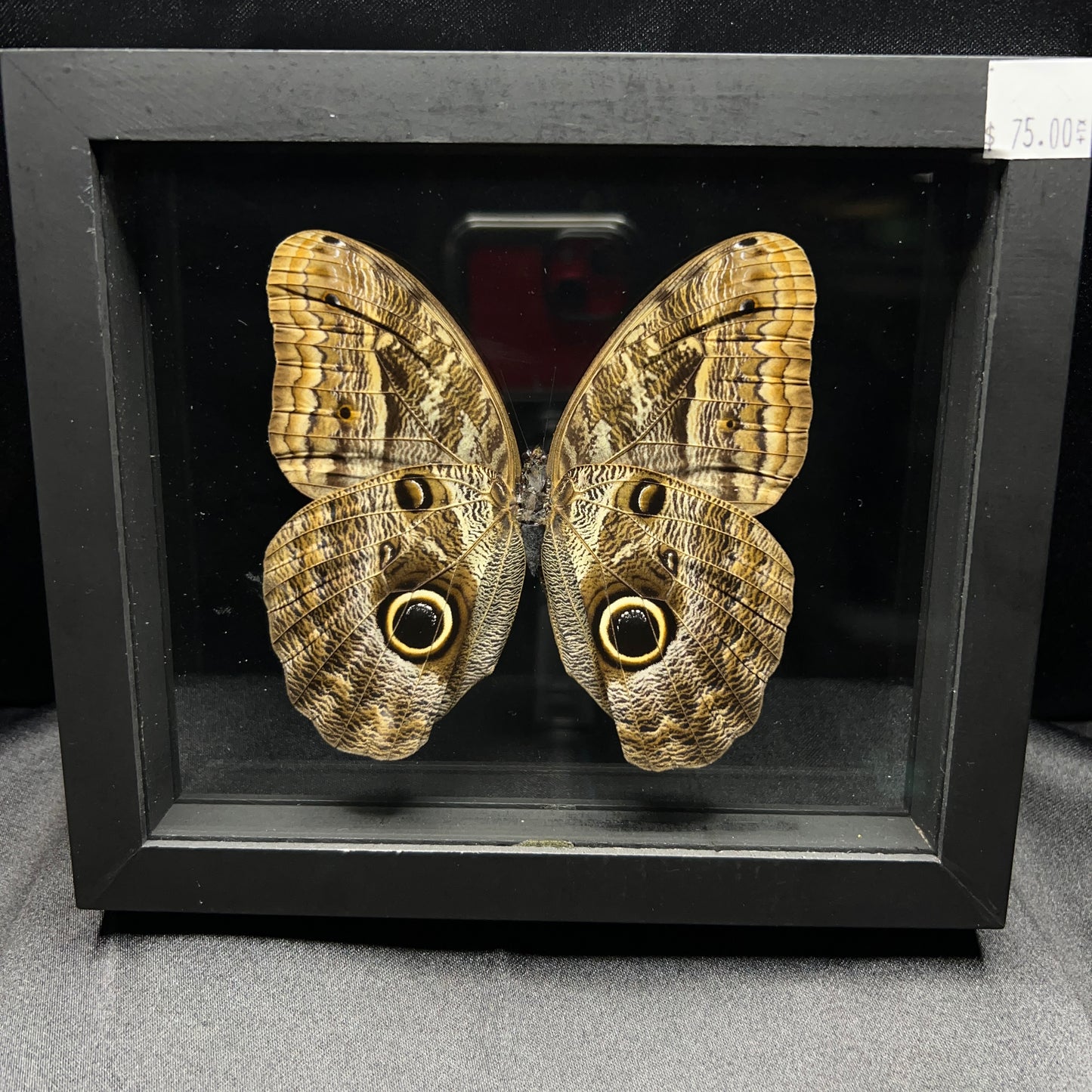 Illioneus Giant Owl Butterfly