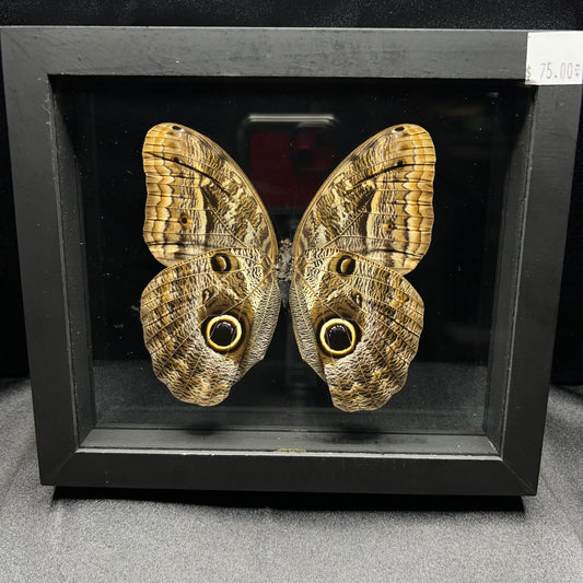 Illioneus Giant Owl Butterfly