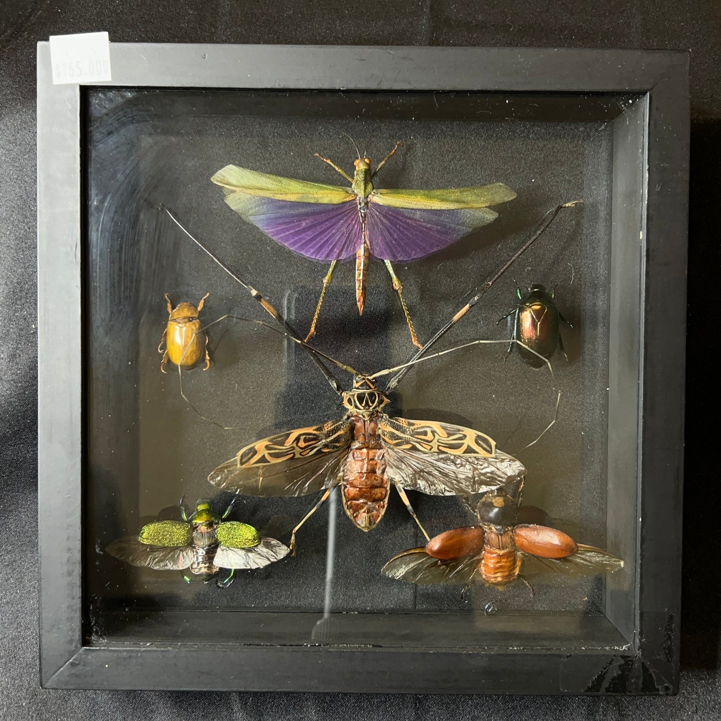 Assorted Beetles & Grasshoppers