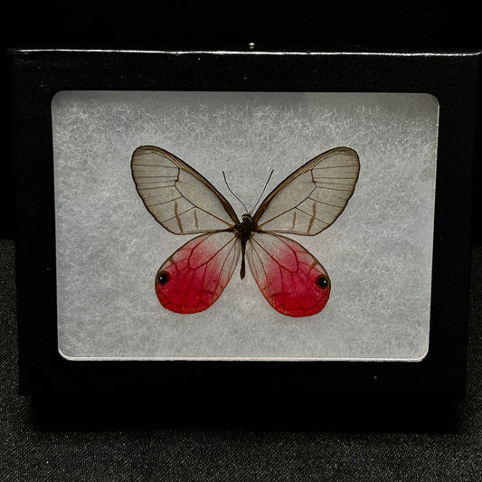 Blushing Phantom Butterfly