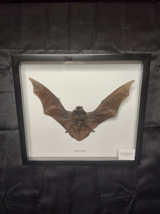 Long Fingered Bat ( Miniopterus Medius)