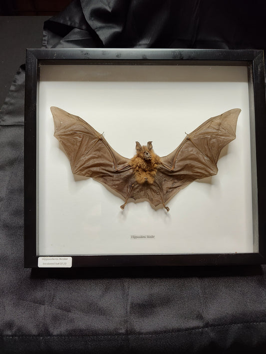 Bi- Colored Roundleaf Bat (Hipposideros bicolor)