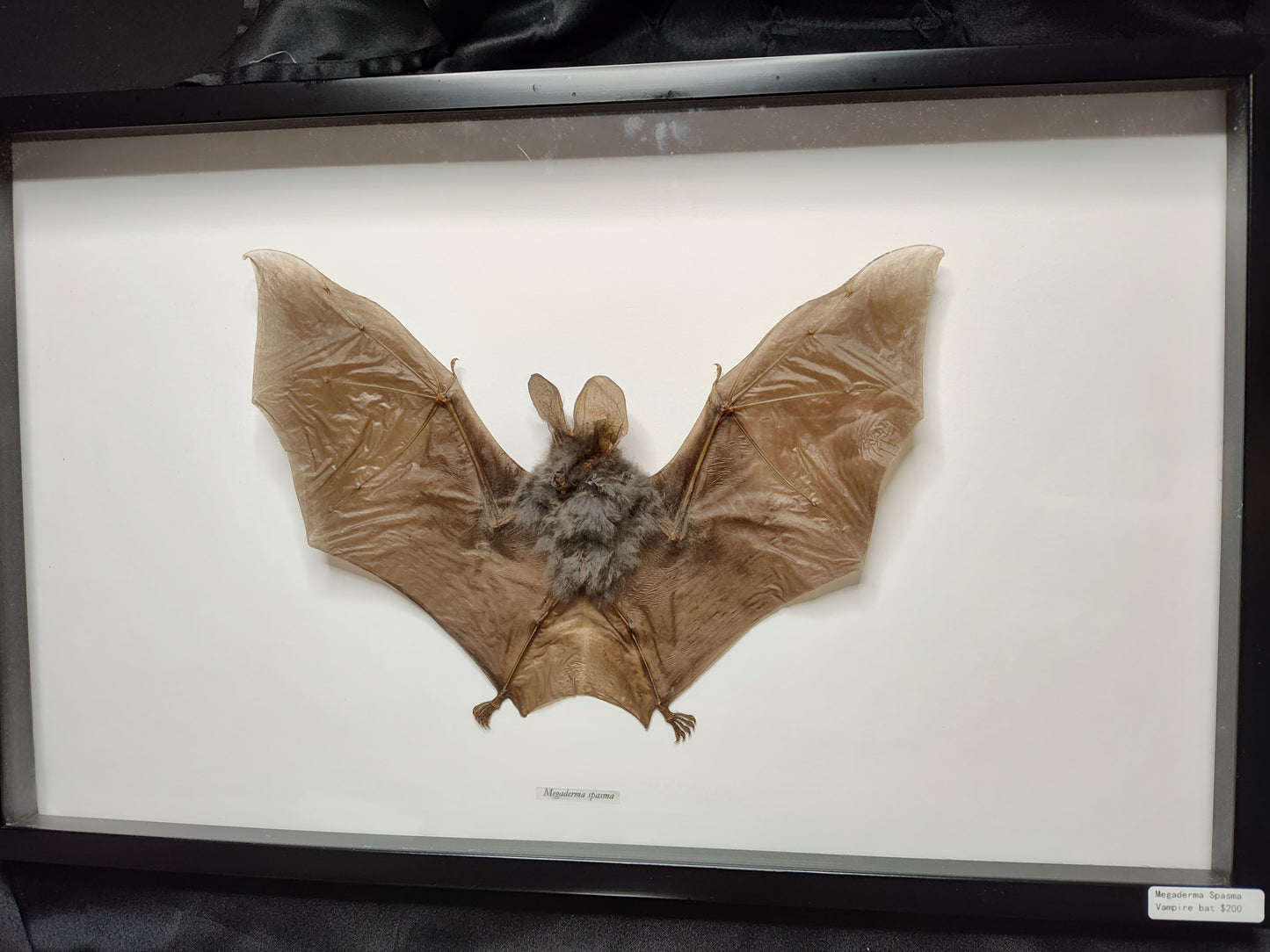 Large Vampire Bat ( Megaderma Spasma)