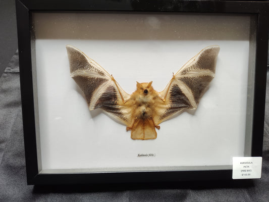 Painted Fire Bat (Kerivolia picta)