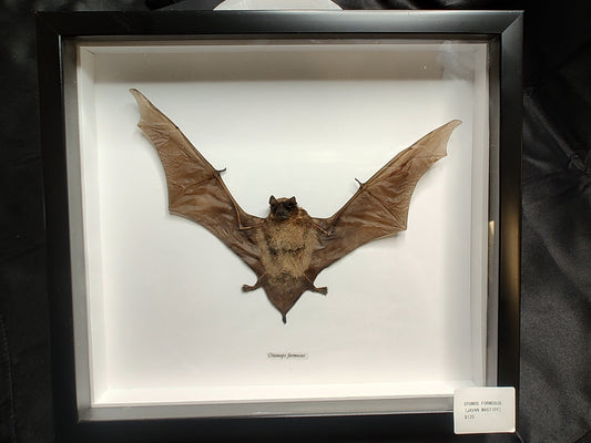 Javan Mastiff (Otomos Formosus)