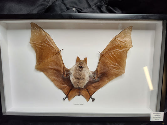 Round Leaf Bat (Hipposideros deidama)