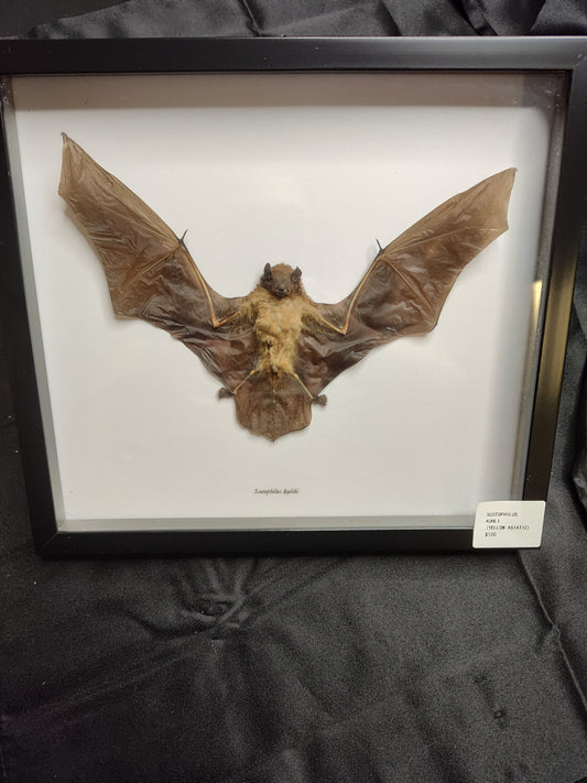 Yellow Asiatic (Scotophilus Kuhil)