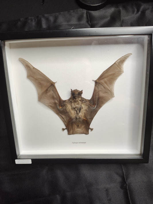 Black Bearded Tomb Bats (Taphazous Melanopogan)