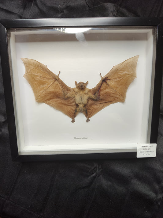 Nectar Eating (Marglossus Minimum)