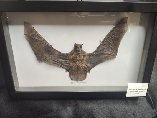 Arizona Flasher (pipistrellus javanicus)