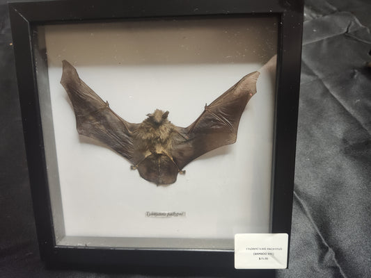 Bamboo Bat (Tylonycteris Robustula)