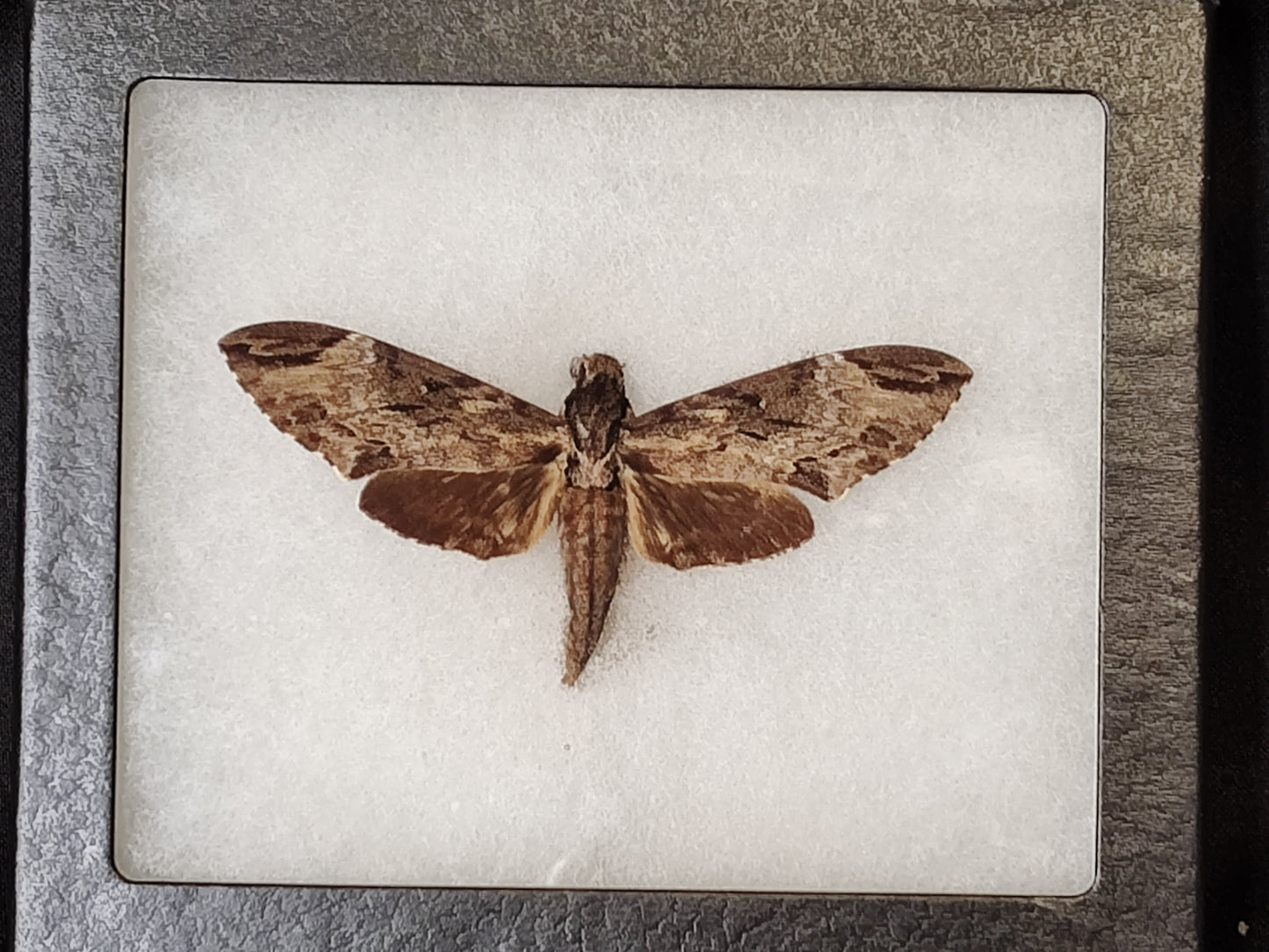 Hawk Moth