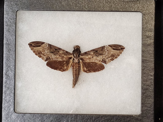 Hawk Moth