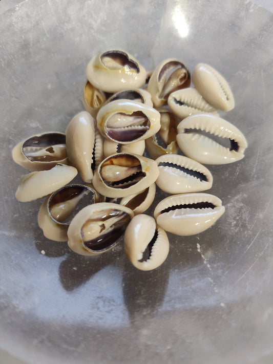 Cowrie Divination Shell Set