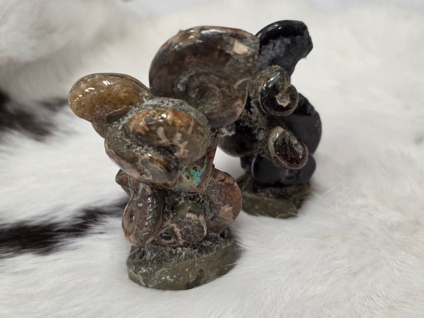 Iridescent Ammonite Clusters