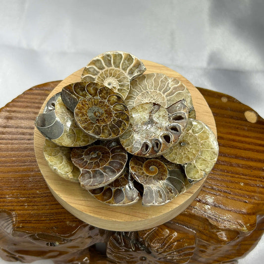 Sliced Ammonite Fossils