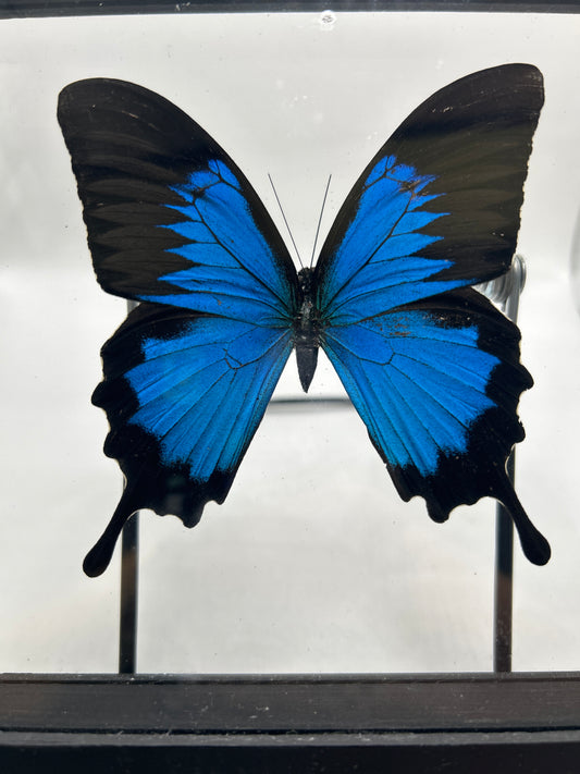 Mountain Butterfly (Papilio Ulyses)