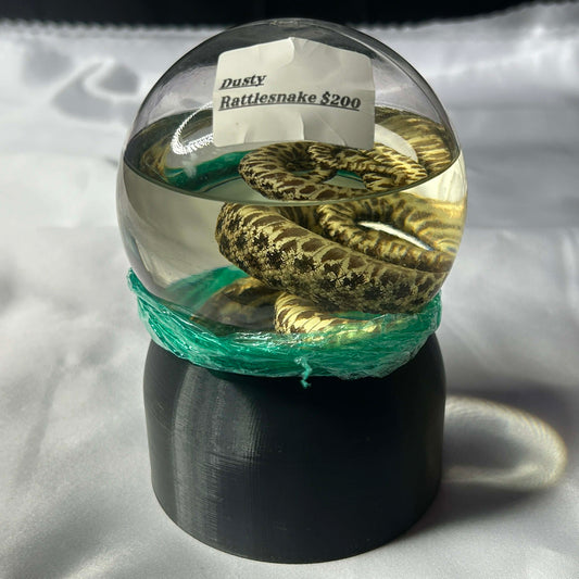 Dusty Rattlesnake Wet Specimen