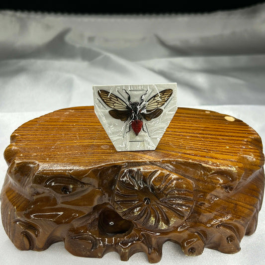 Red Devil Cicada Specimen