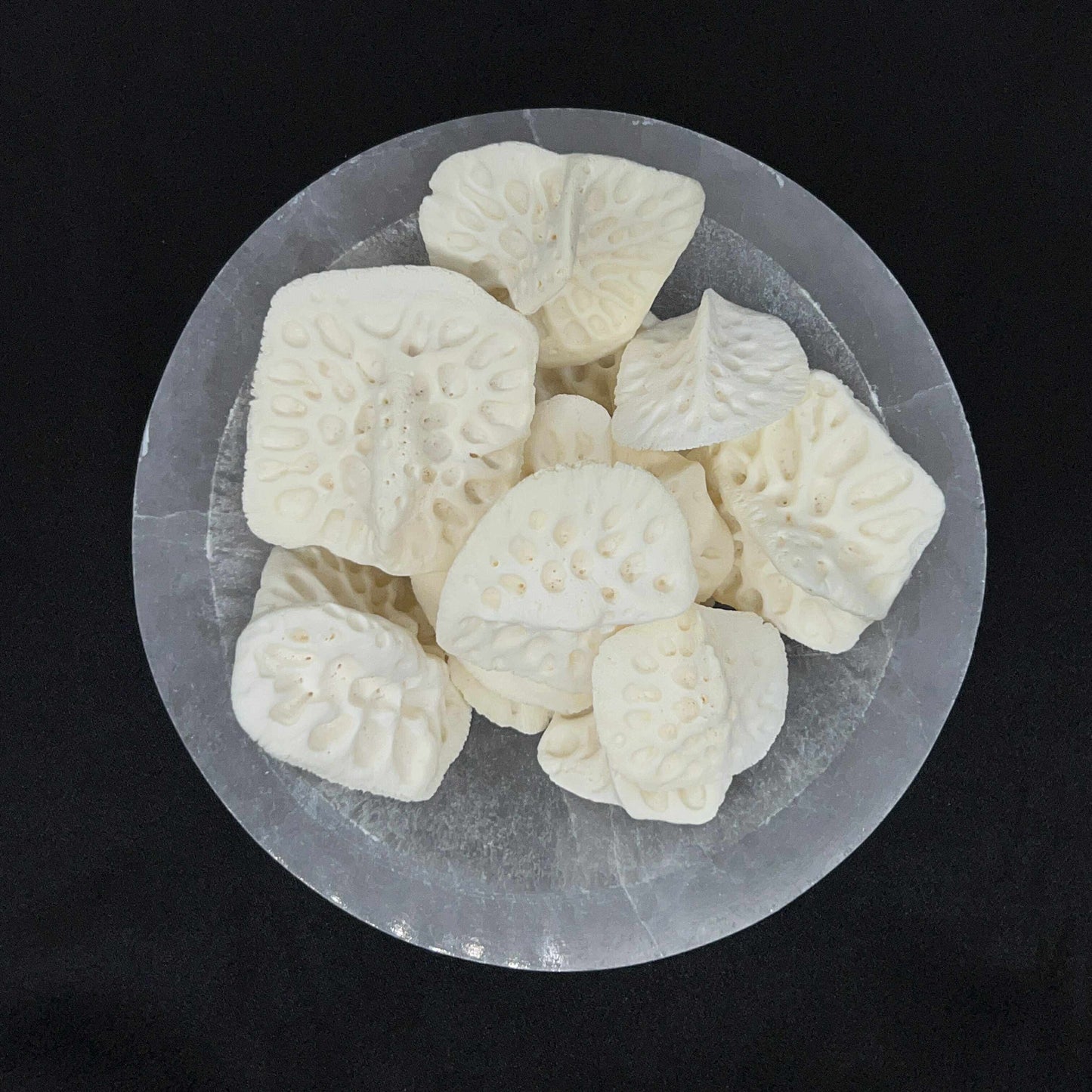 Alligator Scutes
