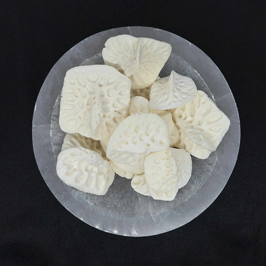 Alligator Scutes