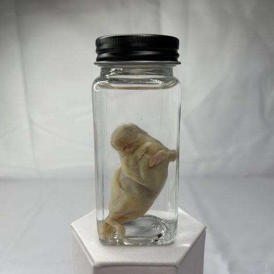 Rat Pup Wet Specimen
