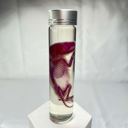 Diaphonized Rat Pup