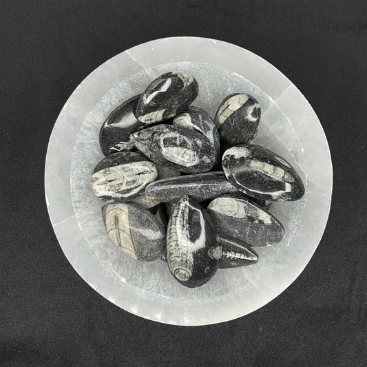 Single Orthocera Mini Plates